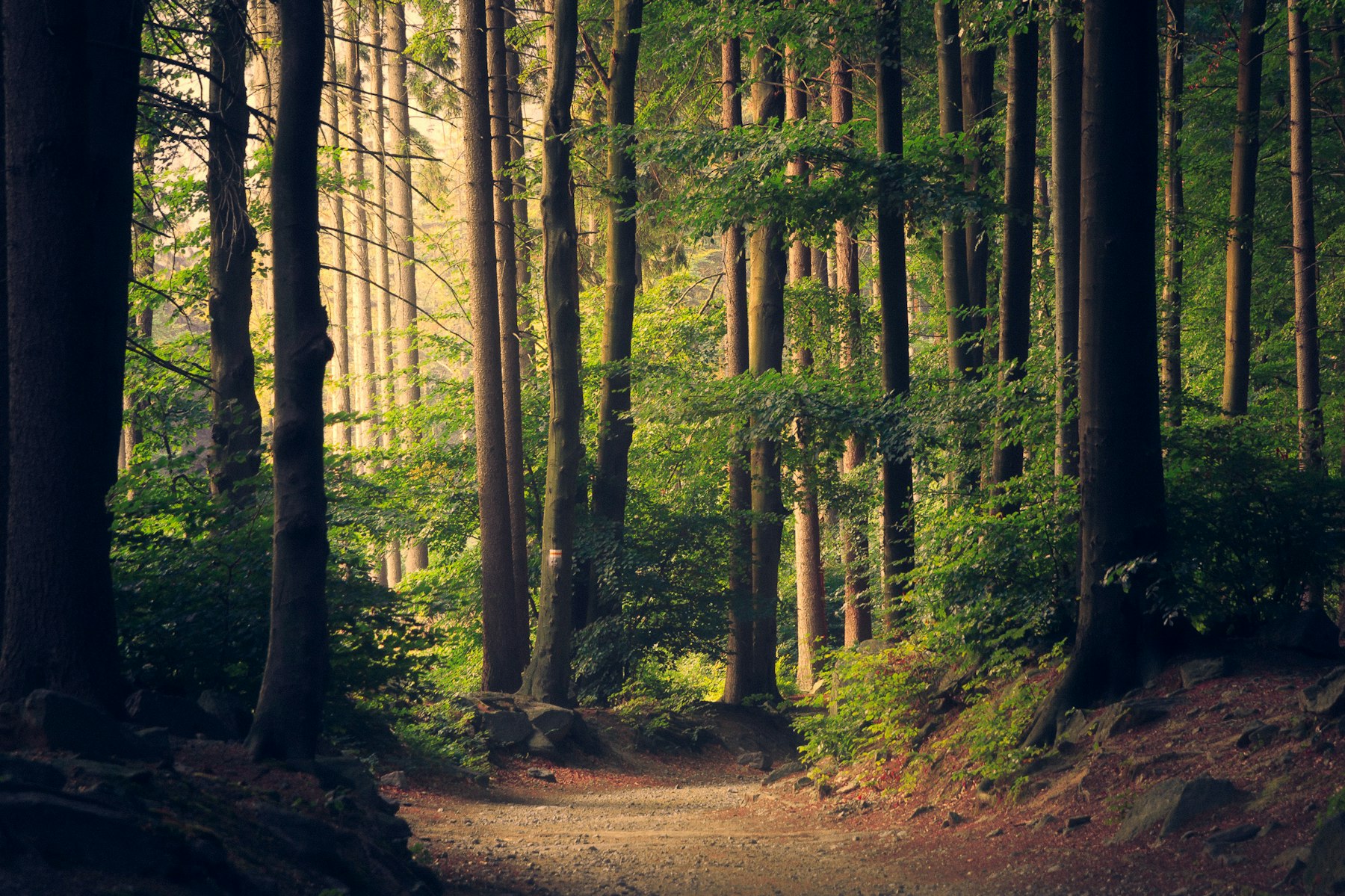 Sunlight breaking through a forest onto a winding path