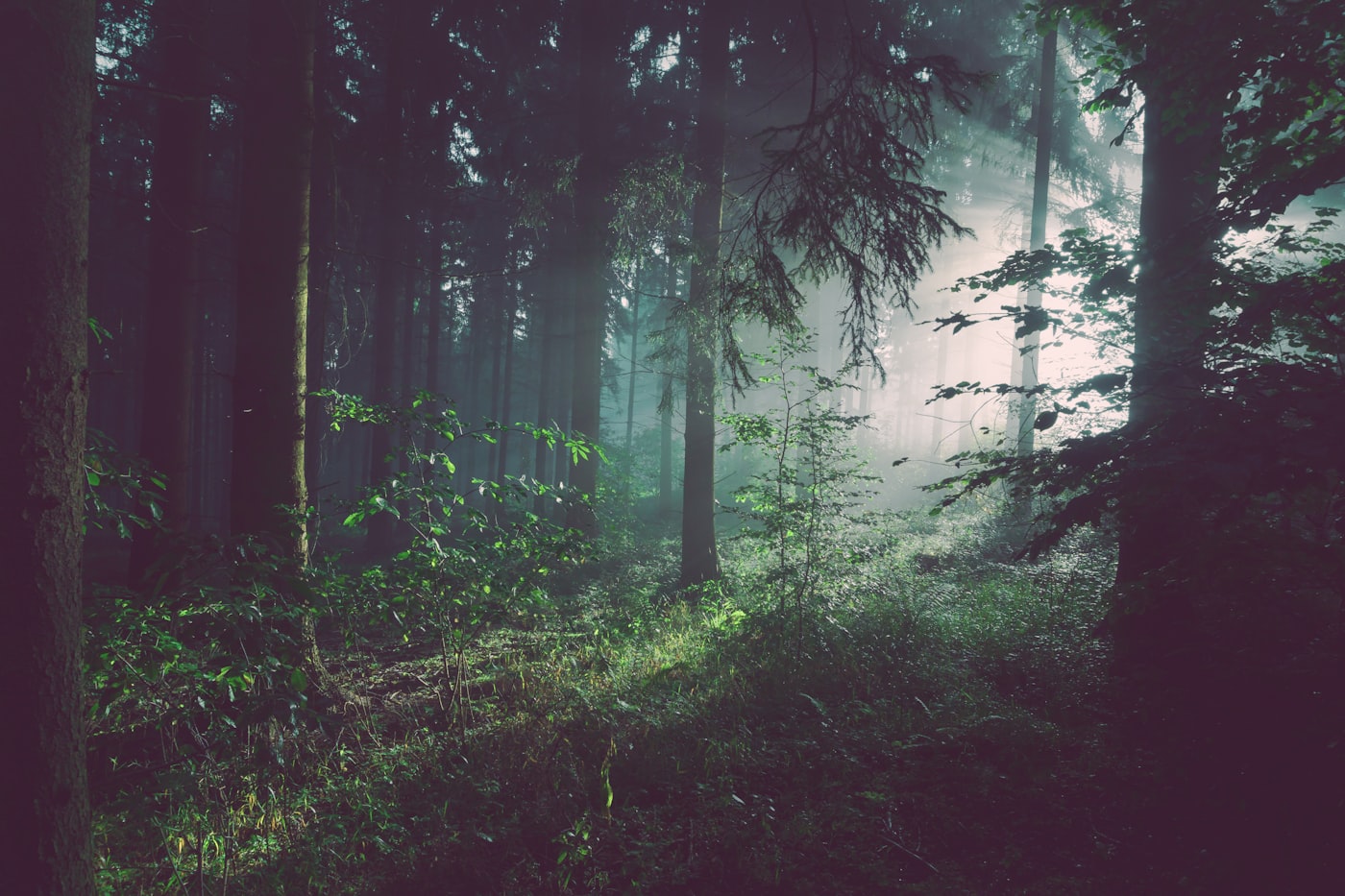 Dense old-growth forest in soft mist