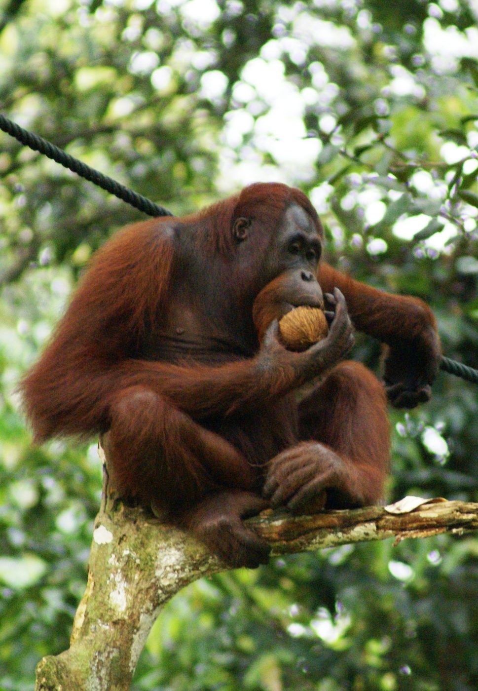 An orangutan resting in the Borneo forest canopy