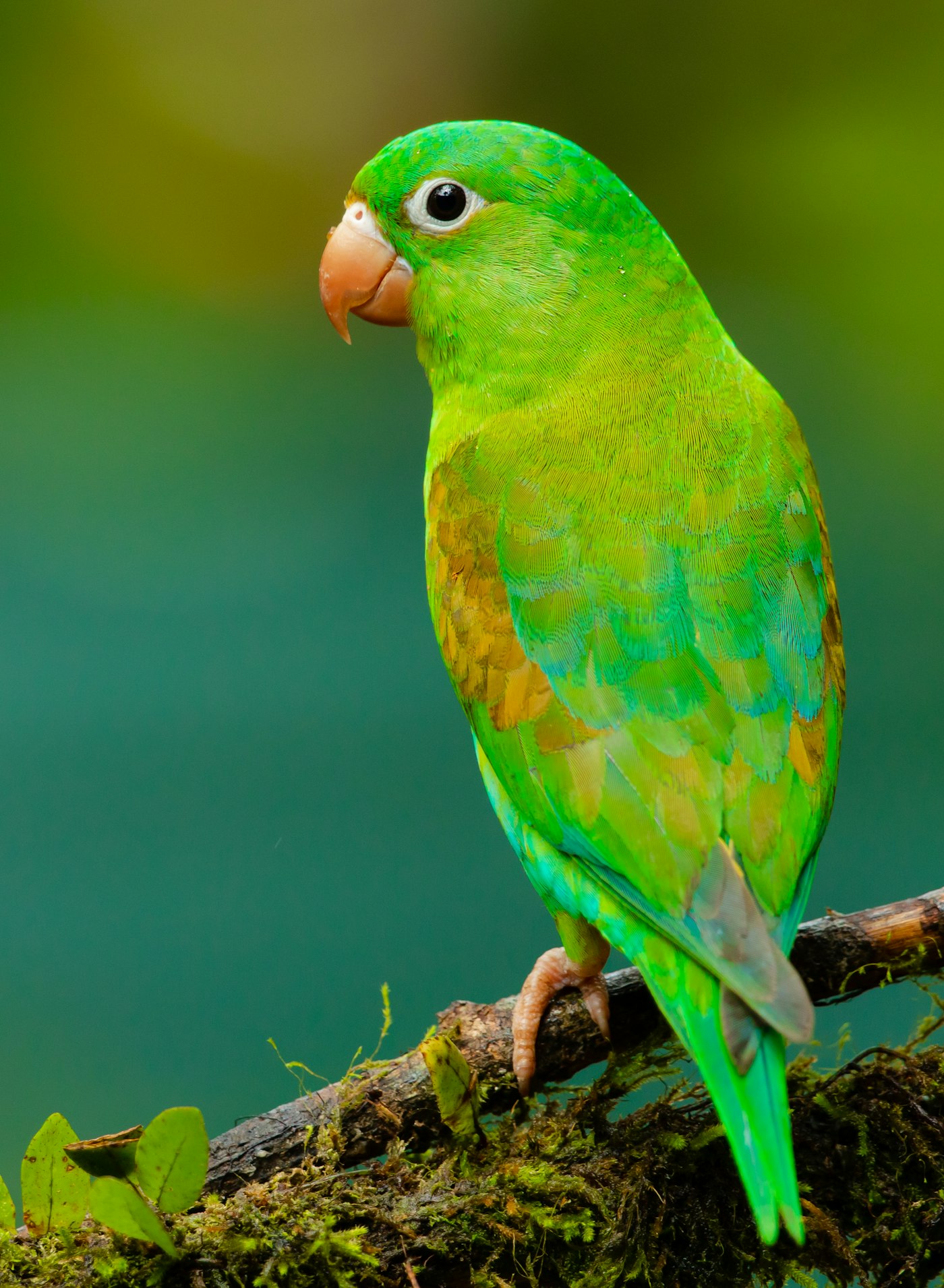 A bright green parakeet perched on a mossy branch